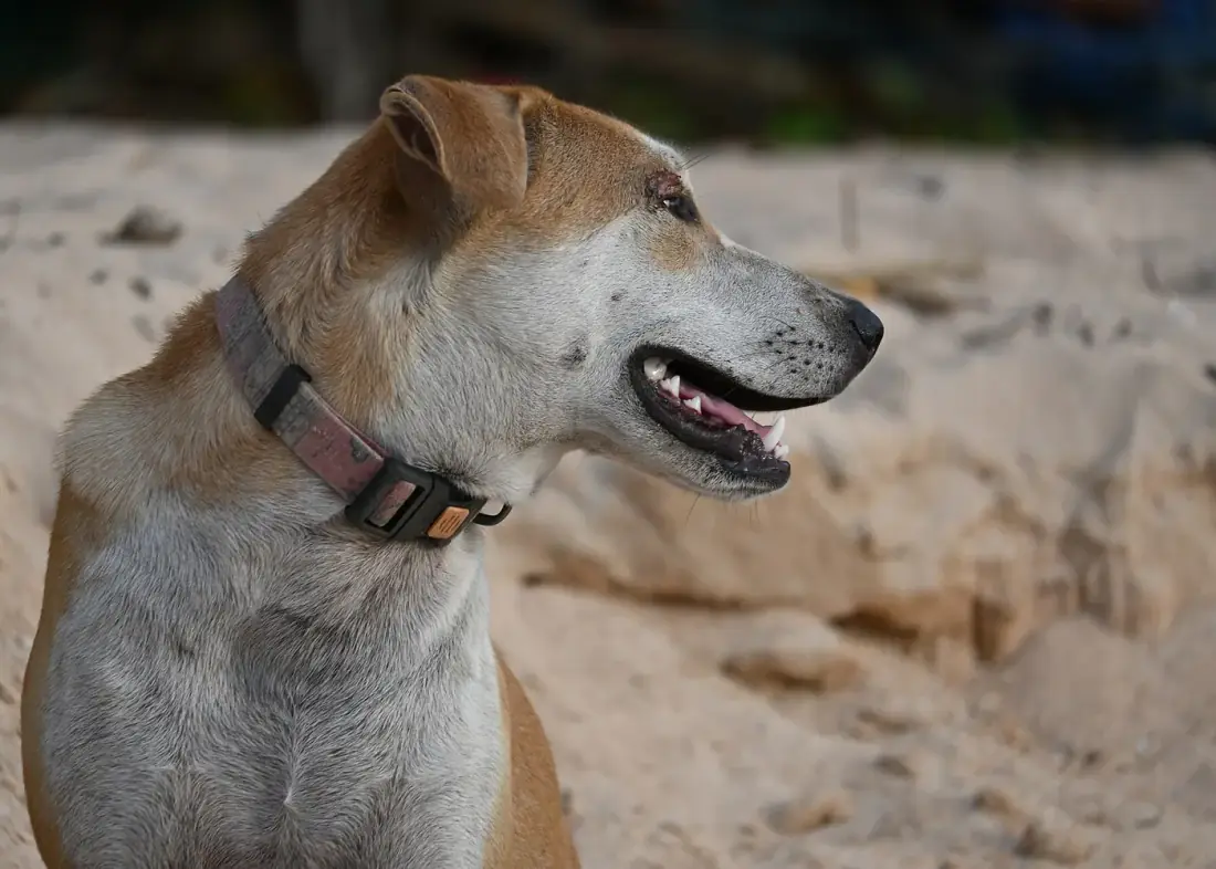 Un perro con su collar mira a un lado en la playa