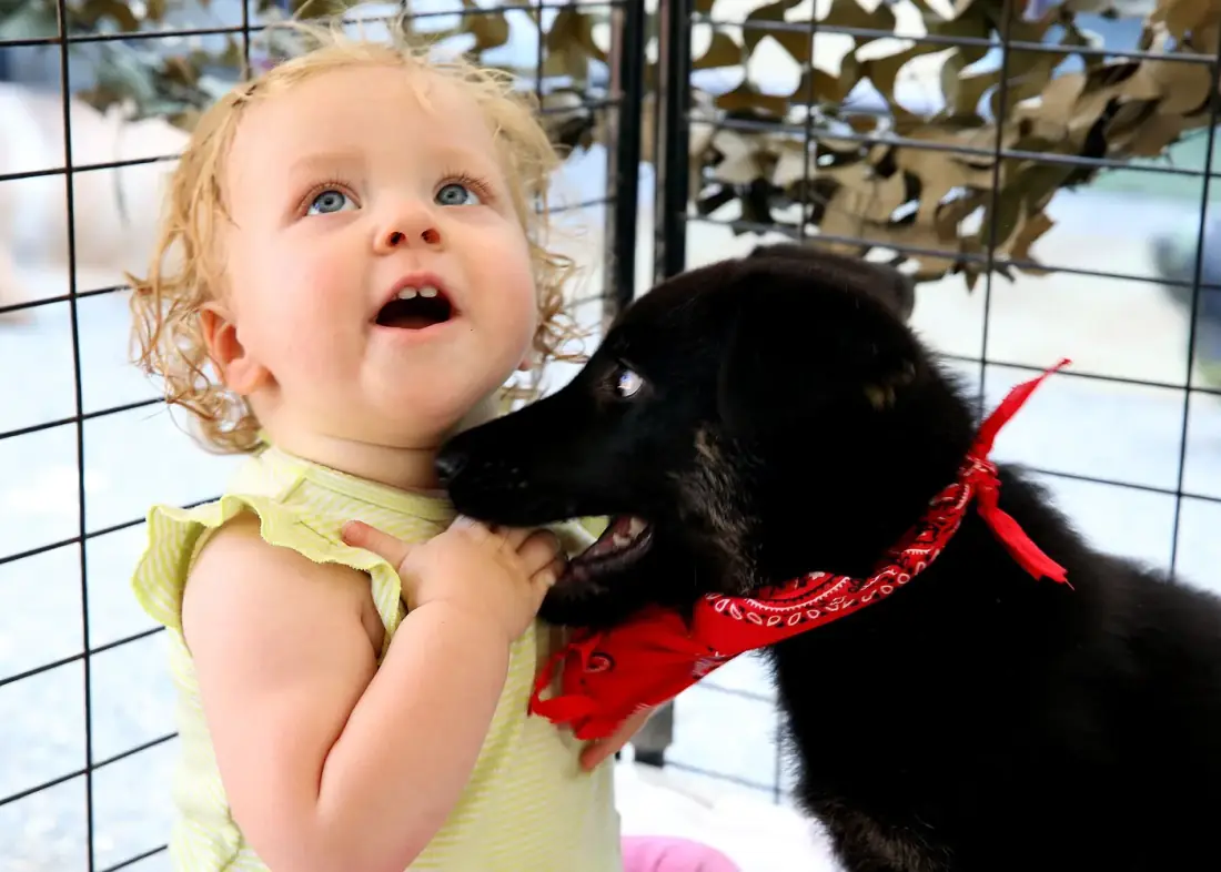 Una niña feliz abraza a un perro negro con pañoleta roja