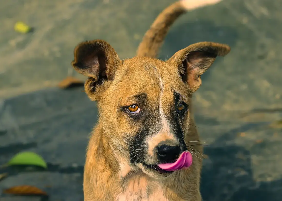 Un perro criollo mira a la cámara