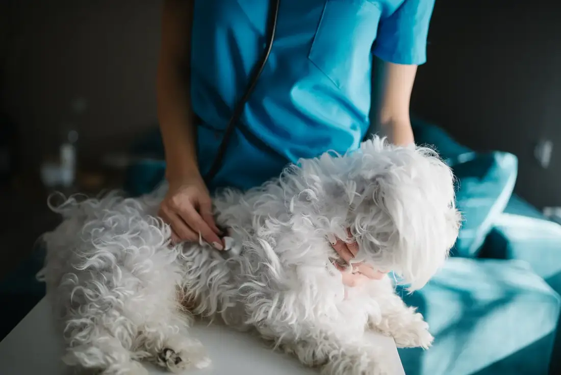 Una veterinaria revisa a un perro maltés con el estetoscopio